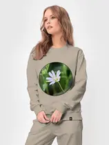 Звездчатка ланцетолистная
