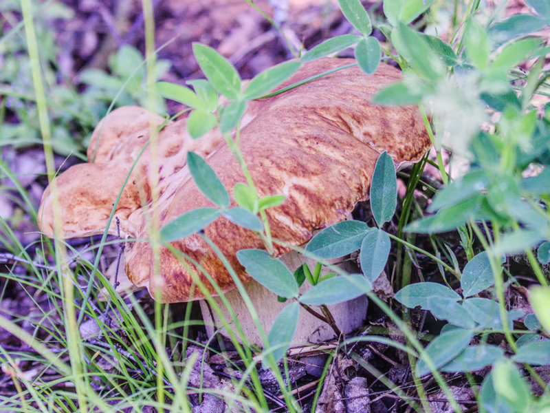 Белый гриб (Boletus edulis)