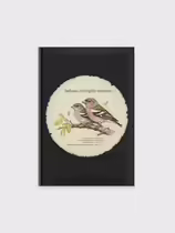 Зяблик (Fringilla coelebs)