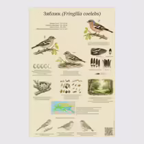 Зяблик (Fringilla coelebs)