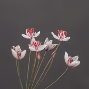 Сусак зонтичный (Butomus umbellatus)