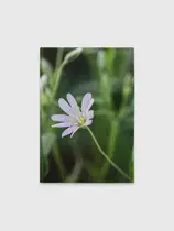 Звездчатка ланцетолистная
