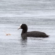 Лысуха (Fulica atra)