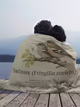 Зяблик (Fringilla coelebs)