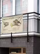 Зяблик (Fringilla coelebs)