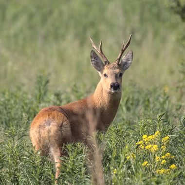 Самец сибирской косули (Capreolus pygargus)