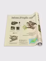 Зяблик (Fringilla coelebs)