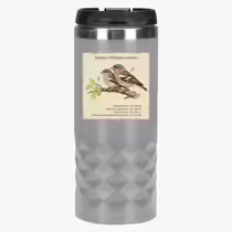 Зяблик (Fringilla coelebs)