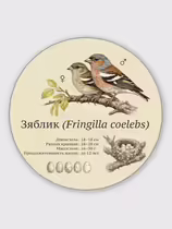 Зяблик (Fringilla coelebs)