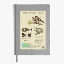 Зяблик (Fringilla coelebs)