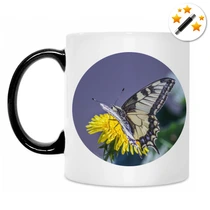 Махаон на одуванчике