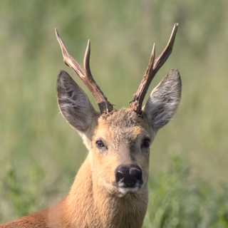 Сибирская косуля (Capreolus pygargus), дистанция чуть более 40 метров