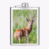 Сибирская косуля