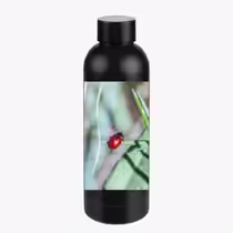 Листоед гладкий