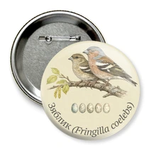 Зяблик (Fringilla coelebs)