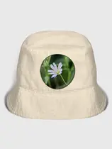 Звездчатка ланцетолистная