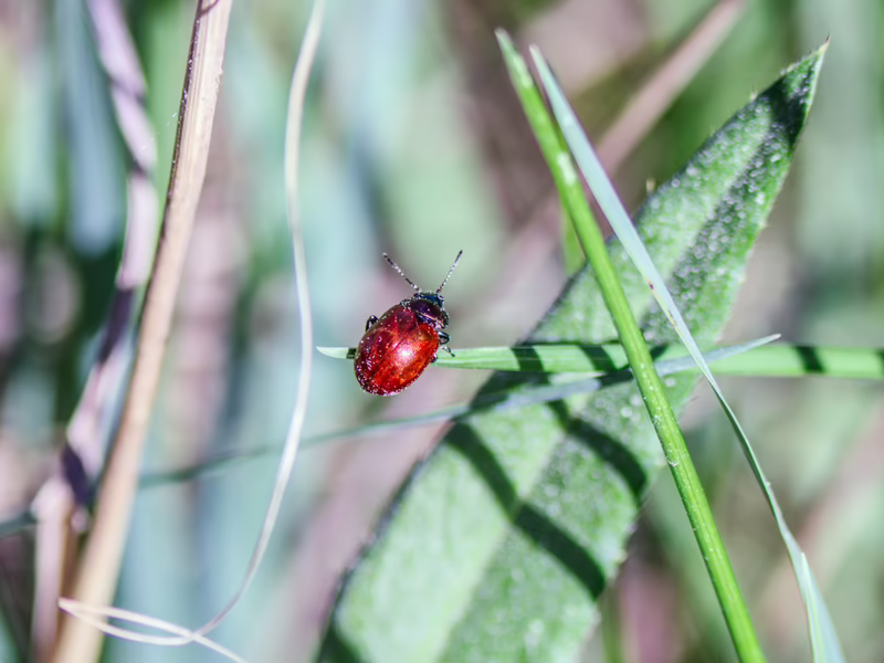 Листоед гладкий (Chrysolina polita)