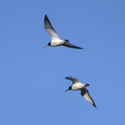 Кулик-сорока (Haematopus ostralegus)
