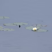 Кувшинка снежно-белая (Nymphaea candida)