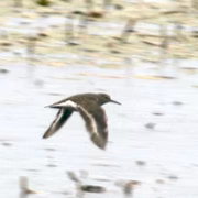 Перевозчик (Actitis hypoleucos)