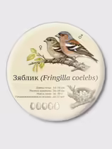 Зяблик (Fringilla coelebs)