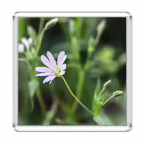 Звездчатка ланцетолистная