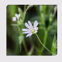 Звездчатка ланцетолистная