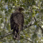 Осоед (Pernis apivorus)