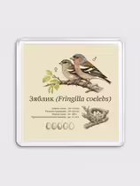Зяблик (Fringilla coelebs)