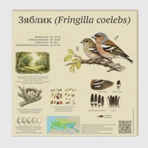 Зяблик (Fringilla coelebs)