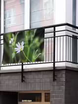 Звездчатка ланцетолистная