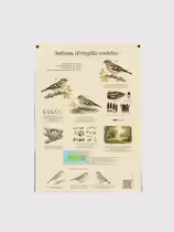 Зяблик (Fringilla coelebs)