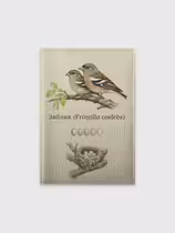 Зяблик (Fringilla coelebs)