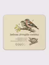 Зяблик (Fringilla coelebs)