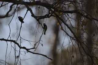 Снимок синиц, проявленный по умолчанию Снимок синиц, проявленный по умолчанию