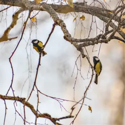 Множественная экспозиция Множественная экспозиция