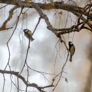 Снимок синиц с базовой обработкой Снимок синиц с базовой обработкой