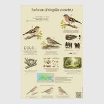 Зяблик (Fringilla coelebs)