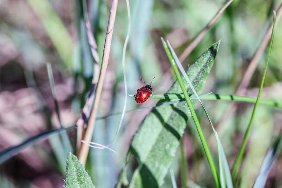 Листоед гладкий (Chrysolina polita)