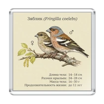 Зяблик (Fringilla coelebs)