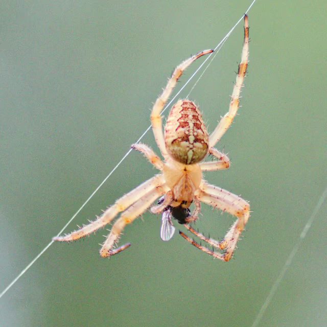 Обыкновенный крестовик *(Araneus diadematus)*